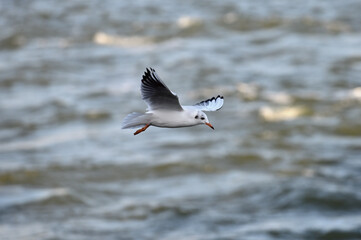 Flying Seagull