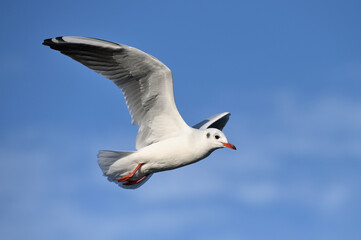 Sea Seagull, Flying Seagull