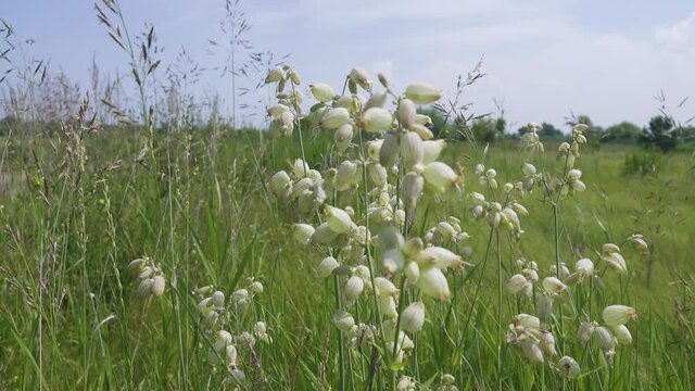 A blooming cowbell, probably Bladder campion (Silene vulgaris). Abakan steppe. Khakassia. Middle Siberia