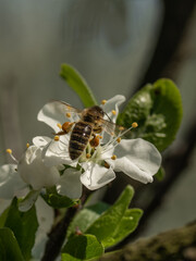 Bee on the white plum blossom detail