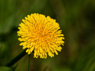 Dandelion flower on the meadow closeup