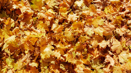 Yellow orange autumn maple leaves background. Leaf fall. Nature texture. Colorful backdrop. Copy space. Bright season color. Scenic landscape detail. October fun outdoor walk. Foliage vivid pattern