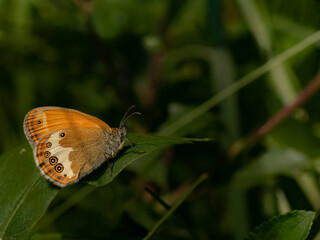 Coenonympha arcania on a grass stalks