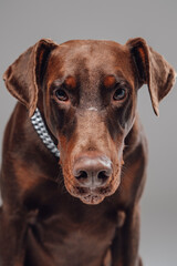 Shot of purebred brown doberman dog against gray background