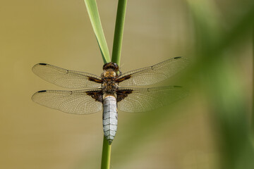 Dragonfly Libellula depressa on a grass stalks