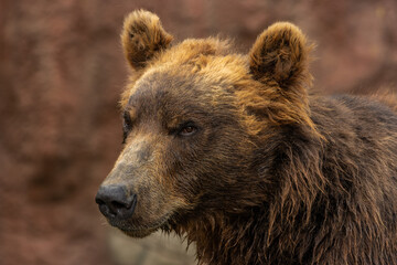 Naklejka na ściany i meble Closeup portrait of Kamchatka brown bear