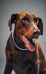 Head shot of single brown doberman against gray background