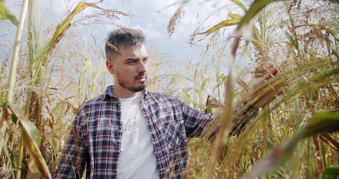 A handsome farmer walks in a sorghum field, select the agricultural plant