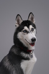 Pedigreed black and white husky dog against gray background