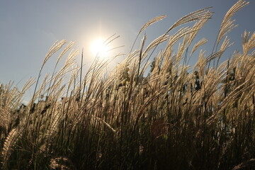 autumn silver grass in the wind