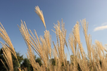 autumn silver grass in the wind
