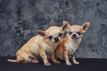 Couple of petite chihuahua dogs against dark background