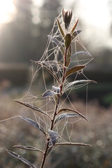 dew and web on the grass at sunny morning 