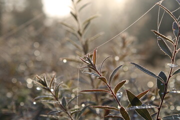 dew on the grass