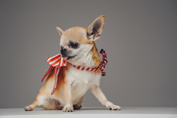 Miniature chihuahua dog with bow tie against gray background