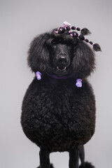Black furry purebred poodle dog with stylish hairstyle