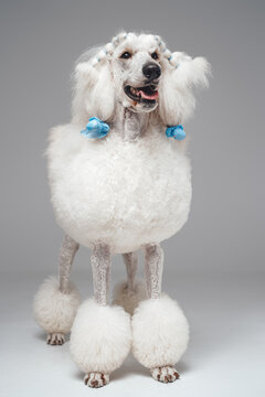 Single white poodle dog standing against gray background