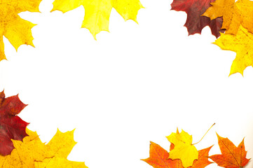 Colorful frame with fallen maple leaves on the white background