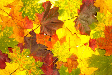 Naklejka na ściany i meble Maple leaves colorful composition on the white background.