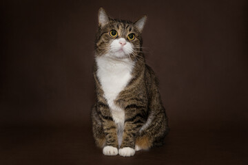 Fototapeta na wymiar Grey striped cat on a dark background