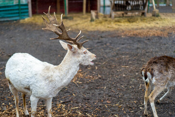 stag male buck  looking mammal antler couple female