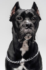 Head shot of purebred black staffordshire bullterrier doggy