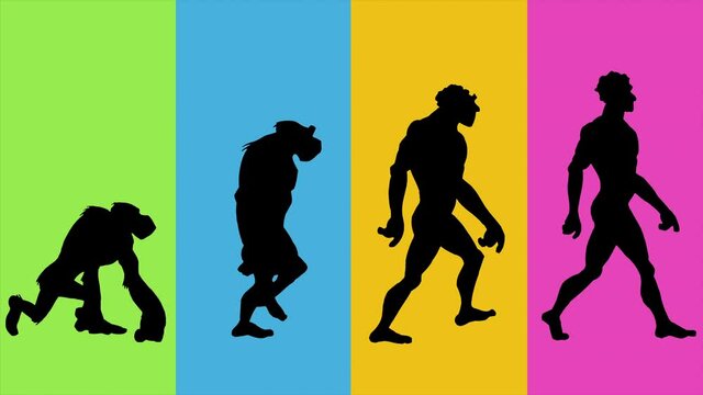 Human Evolution. From a Monkey, Neanderthal, Primate to a HomoSapiens. Black silhouettes Walking over Multicolored Background. Hand Drawn Animation.