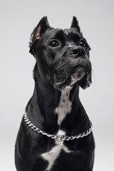 Head shot of purebred black staffordshire bullterrier doggy