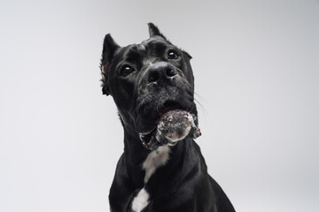 Amusing staffordshire bull terrier dog with black fur