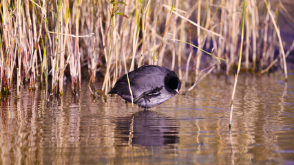 Coot or marsh chicken (lat.Fulica atra). The waterfowl, feeling itching, scratches its head with a clawed paw.
