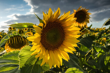 Sunflower field at the Lower  Silesia, Poland