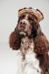 Fluffy purebred english springer dog with colorful straw hat