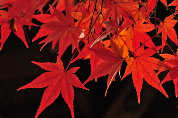 紅葉
