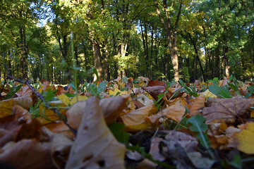 Orange autumn leaves, Autumnal Park. Autumn Trees and Leaves. Fall
