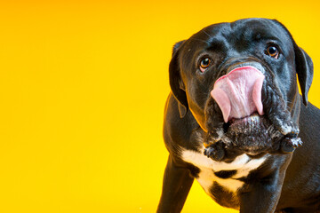 Happy, funny dog close-up portrait of a Cane Corso, Italian Mastiff making faces, licking his nose and looking funny isolated on yellow background 