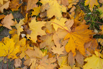 autumn leaves background