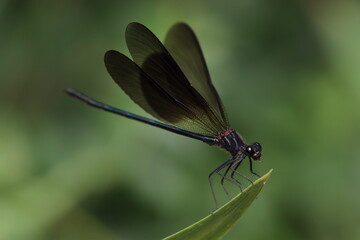 Fototapeta na wymiar dragonfly on a green leaf