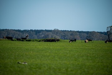 Close up of Stud Beef bulls, cows and calves grazing on grass in a field, in Australia. breeds of...