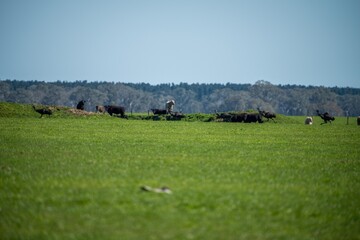 Close up of Stud Beef bulls, cows and calves grazing on grass in a field, in Australia. breeds of...