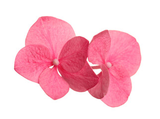Beautiful pink hortensia plant florets on white background