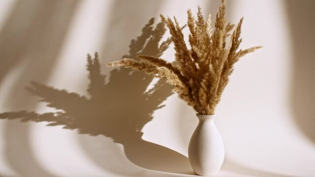 The movement of golden spikelets in the wind. Sunlight soft light and shadows from the transparent curtain, tulle. Space for text. Product presentation, mockup for advertising. 4k. High quality 4k