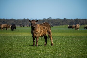 Close up of Stud Beef bulls, cows and calves grazing on grass in a field, in Australia. breeds of...