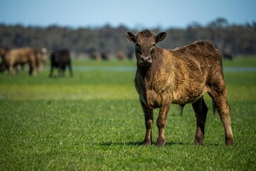 Close up of Stud Beef bulls, cows and calves grazing on grass in a field, in Australia. breeds of...