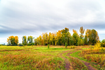 Autumn grove in front of a meadow against a cloudy sky. Autumn landscape