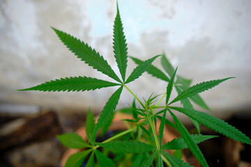 close up of hemp cannabis leaf ,Close-up of marijuana leaf. Marijuana plants in nature. Green marijuana bush in the forest. Medicinal medical hashish, dope for agriculture. Close-up of green leaf