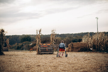 A disabled girl with a wheelchair walks on a pumpkin field. High quality photo.