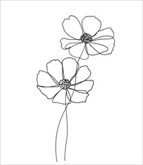 Abstract cosmos one line drawing on white background.  flowers line drawing. Continuous line. Vector Eps10. Editable line. Black and white art