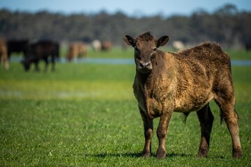 cows in field, grazing on grass in Australia, on a farming ranch. Cattle eating hay and silage....