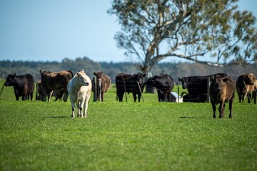 cows in field, grazing on grass in Australia, on a farming ranch. Cattle eating hay and silage....