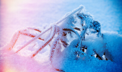 Obraz premium Winter landscape.Frozenned flower